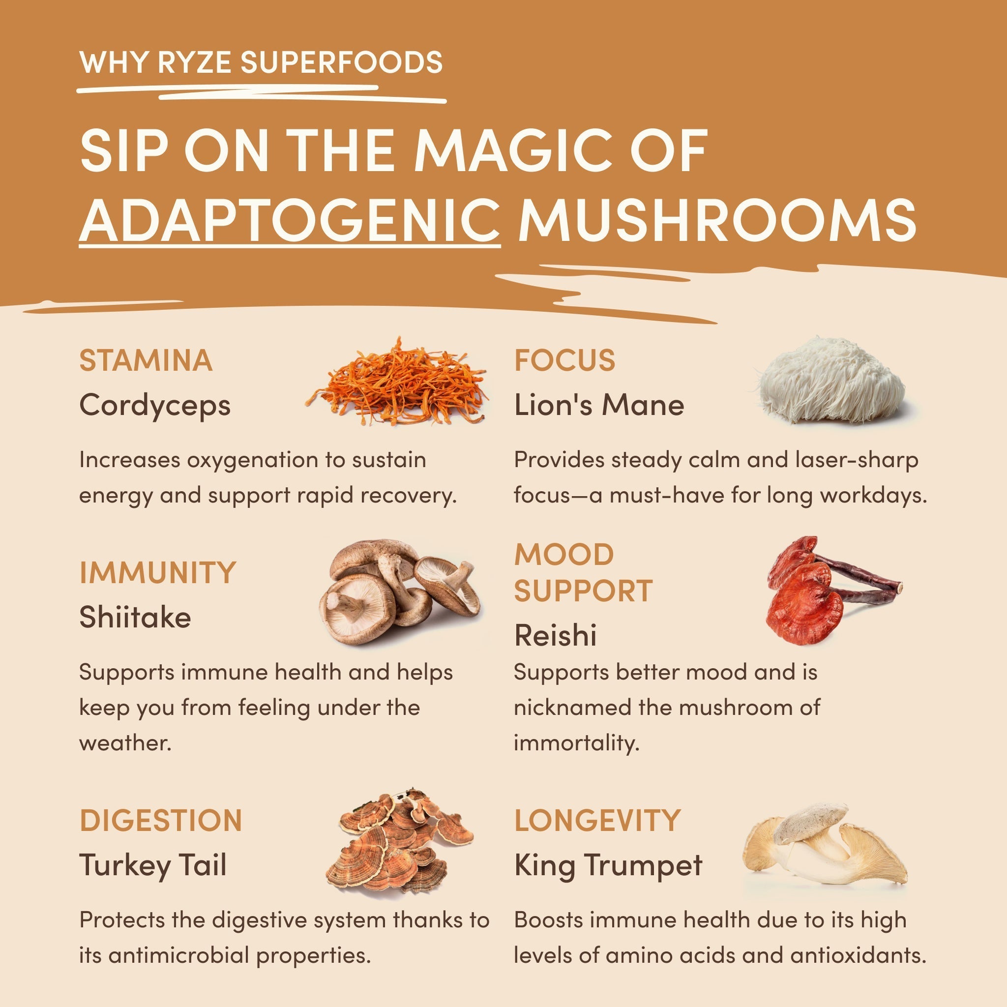 Mushroom Overnight Oats (14 Servings) - Better Coffee Routine