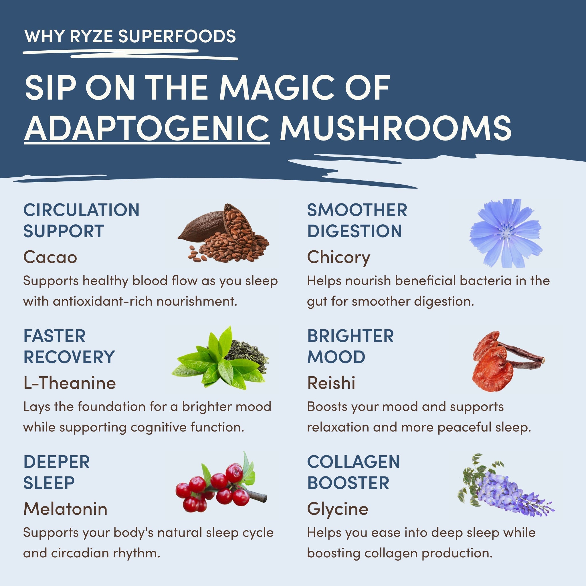 Mushroom Hot Cocoa (20 servings) - Mindful Energy