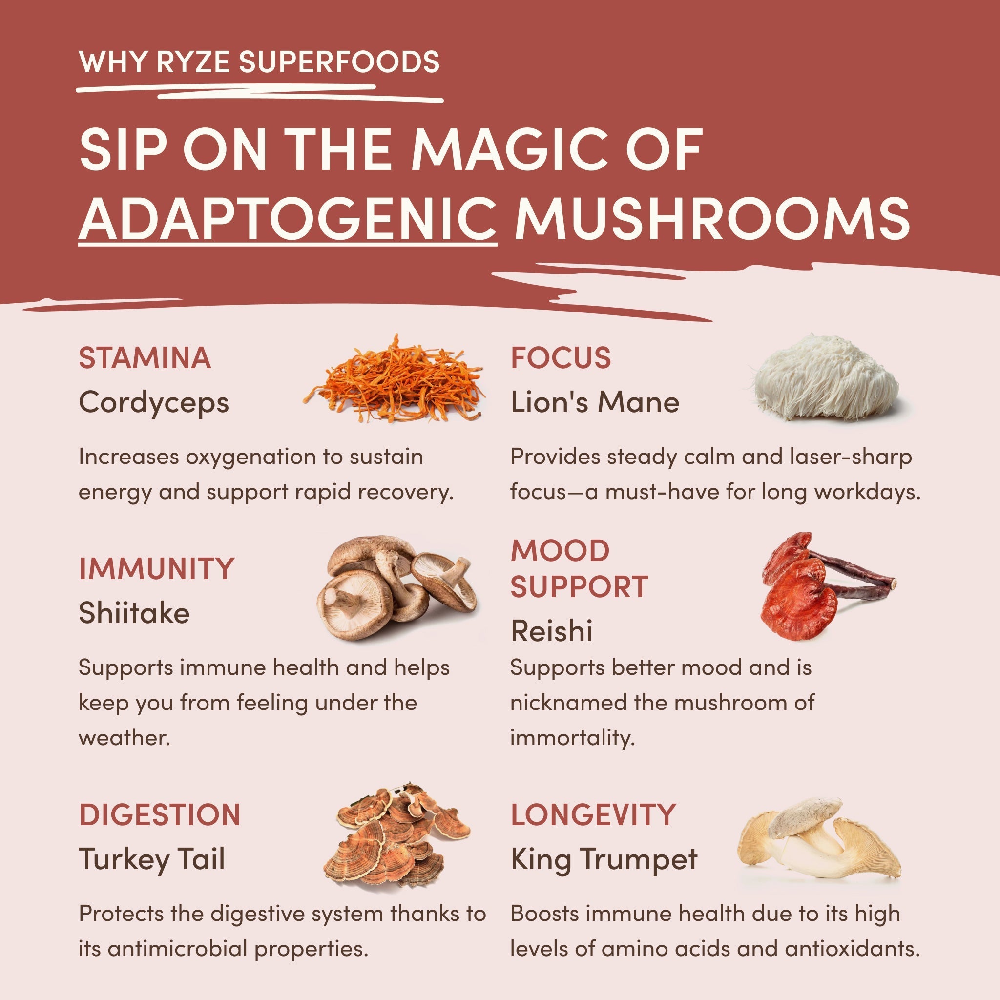 Mushroom Chicory (30 Servings) - Clean Coffee